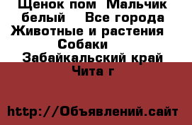 Щенок пом. Мальчик белый  - Все города Животные и растения » Собаки   . Забайкальский край,Чита г.